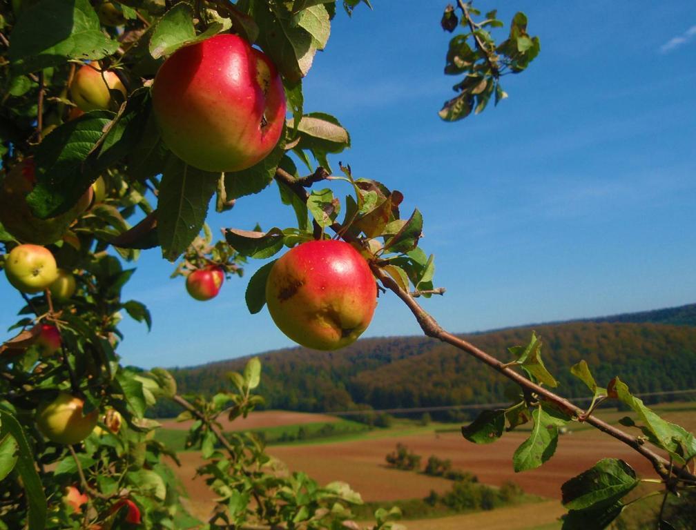 Landhotel Sonneneck - Breuna Im Naturpark Eksteriør bilde